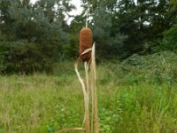 Typha laxmannii 5, Saxifraga-Rutger Barendse