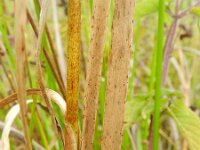 Typha laxmannii 6, Saxifraga-Rutger Barendse