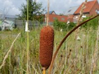 Typha laxmannii 7, Saxifraga-Rutger Barendse