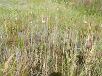 Typha laxmannii 8, Saxifraga-Rutger Barendse