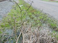 Typha laxmannii 9, Saxifraga-Rutger Barendse