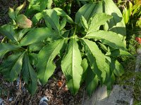 Typhonium venosum 2, Saxifraga-Rutger Barendse