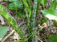 Typhonium venosum 3, Saxifraga-Rutger Barendse