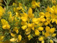 Ulex baetica ssp baetica 2, Saxifraga-Jan van der Straaten