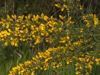 Ulex europaeus 56, Gaspeldoorn, Saxifraga-Jan van der Straaten