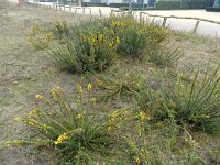 Ulex minor 10, Saxifraga-Rutger Barendse