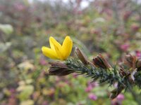 Ulex minor 11, Saxifraga-Rutger Barendse