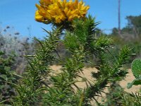 Ulex minor 12, Saxifraga-Ed Stikvoort