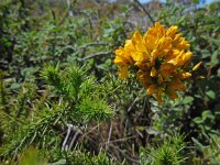 Ulex minor 13, Saxifraga-Ed Stikvoort