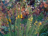 Ulex minor 14, Saxifraga-Ed Stikvoort