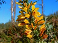 Ulex minor 15, Saxifraga-Ed Stikvoort