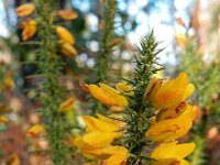 Ulex minor 16, Saxifraga-Ed Stikvoort