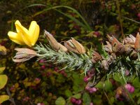 Ulex minor 2, Saxifraga-Rutger Barendse