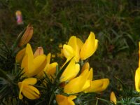 Ulex minor 3, Saxifraga-Rutger Barendse