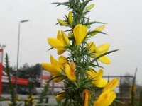 Ulex minor 4, Saxifraga-Rutger Barendse