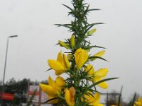 Ulex minor 5, Saxifraga-Rutger Barendse