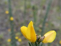 Ulex minor 6, Saxifraga-Rutger Barendse