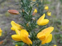 Ulex minor 7, Saxifraga-Rutger Barendse