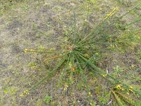 Ulex minor 8, Saxifraga-Rutger Barendse