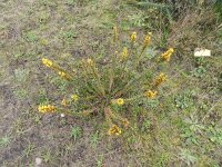 Ulex minor 9, Saxifraga-Rutger Barendse