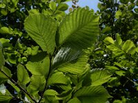 Ulmus laevis 11, Fladderiep, Saxifraga-Ed Stikvoort : A900
