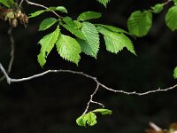 Ulmus laevis 3, Fladderiep, Saxifraga-Hans Dekker