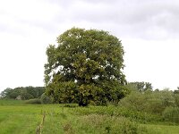 Ulmus laevis 5, Fladderiep, Saxifraga-Hans Grotenhuis