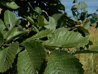 Ulmus laevis 6, Fladderiep, Saxifraga-Ed Stikvoort : A900