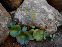 Umbilicus gaditanus 2, Saxifraga-Ed Stikvoort