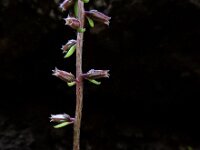 Umbilicus gaditanus 3, Saxifraga-Ed Stikvoort