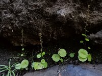 Umbilicus gaditanus 4, Saxifraga-Ed Stikvoort
