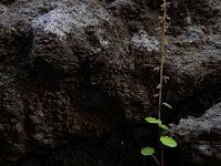 Umbilicus gaditanus 5, Saxifraga-Ed Stikvoort
