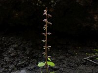 Umbilicus gaditanus 6, Saxifraga-Ed Stikvoort