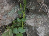 Umbilicus gaditanus 8, Saxifraga-Rutger Barendse