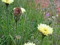 Urospermum dalechampii 10, Saxifraga-Jeroen Willemsen