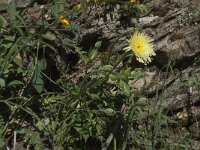Urospermum dalechampii 11, Saxifraga-Willem van Kruijsbergen