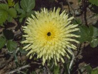 Urospermum dalechampii 12, Saxifraga-Willem van Kruijsbergen