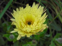 Urospermum dalechampii 13, Saxifraga-Ed Stikvoort