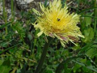 Urospermum dalechampii 14, Saxifraga-Ed Stikvoort