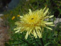 Urospermum dalechampii 15, Saxifraga-Ed Stikvoort