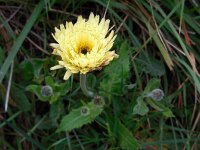 Urospermum dalechampii 16, Saxifraga-Ed Stikvoort