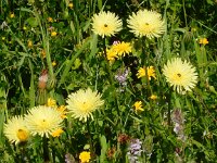 Urospermum dalechampii 18, Saxifraga-Peter Meininger