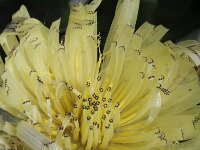 Urospermum dalechampii 2, Saxifraga-Rutger Barendse