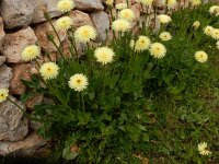 Urospermum dalechampii 20, Saxifraga-Peter Meininger