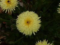 Urospermum dalechampii 21, Saxifraga-Peter Meininger