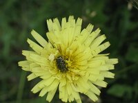 Urospermum dalechampii 3, Saxifraga-Jasenka Topic