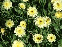 Urospermum dalechampii 4, Saxifraga-Jasenka Topic