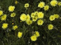 Urospermum dalechampii 5, Saxifraga-Jan van der Straaten