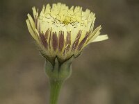 Urospermum dalechampii 6, Saxifraga-Jan van der Straaten