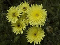 Urospermum dalechampii 7, Saxifraga-Jan van der Straaten
